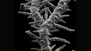 A scanning electron micrograph of branches of Ramisyllis kingghidorahi.