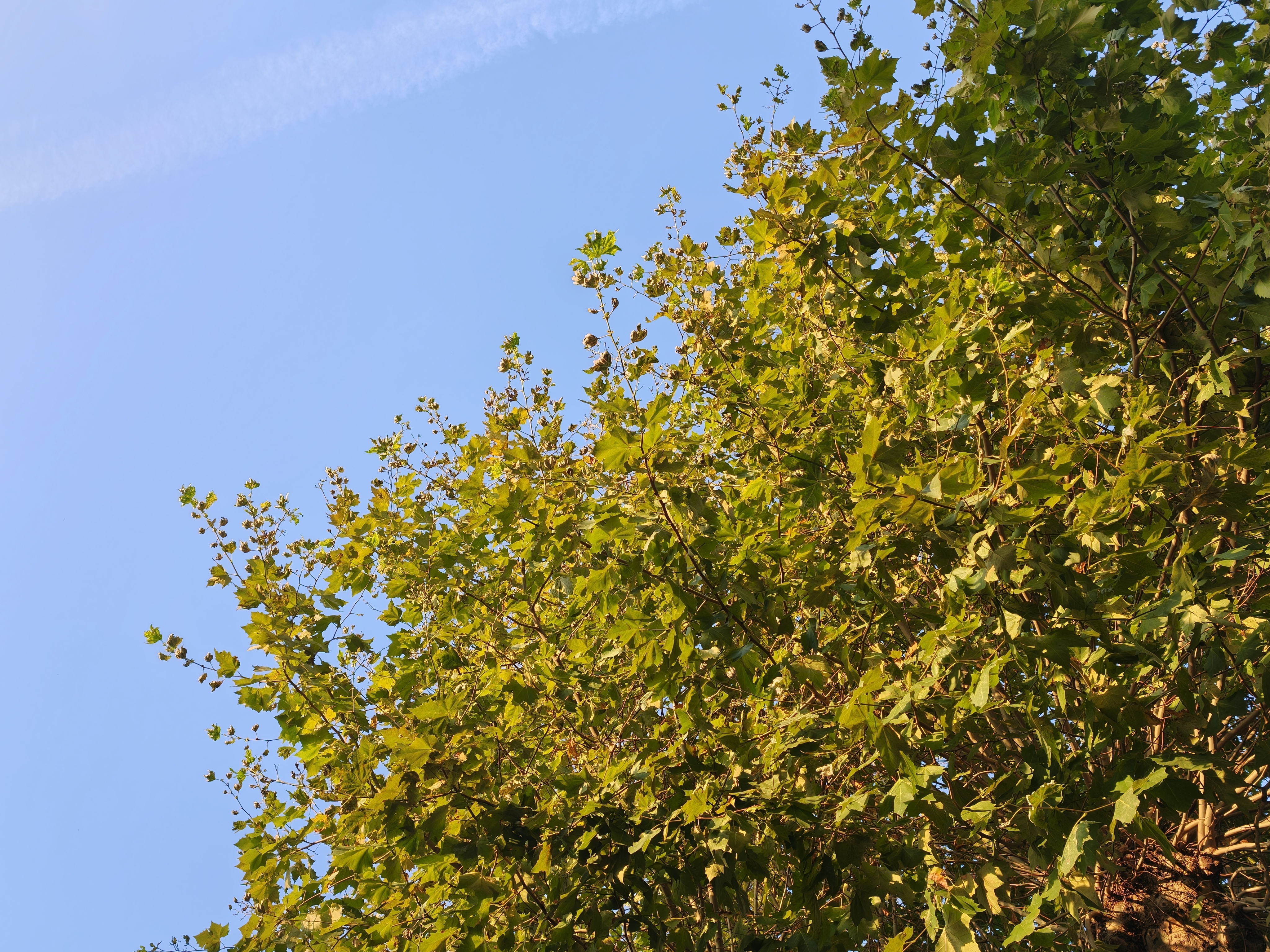 A tree on a blue sky