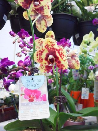 More Orchids