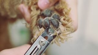 The Best Dog Nail Clippers of 2023, Tested and Reviewed