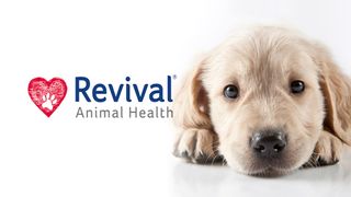 Revival Animal Health logo with a golden retriever puppy lying next to it.
