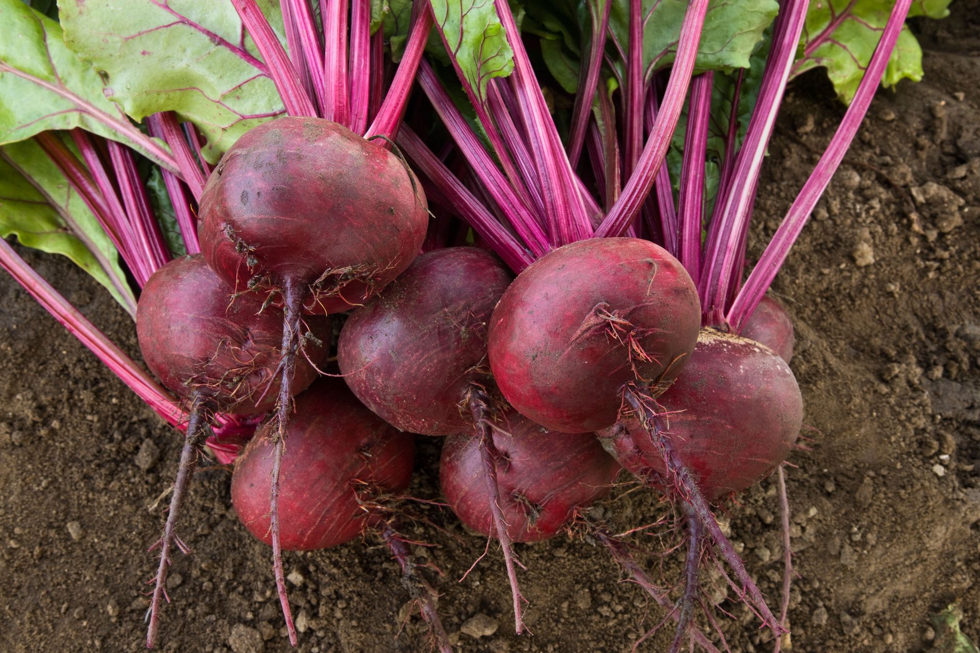 When to harvest beets for perfect and tasty results Homes & Gardens