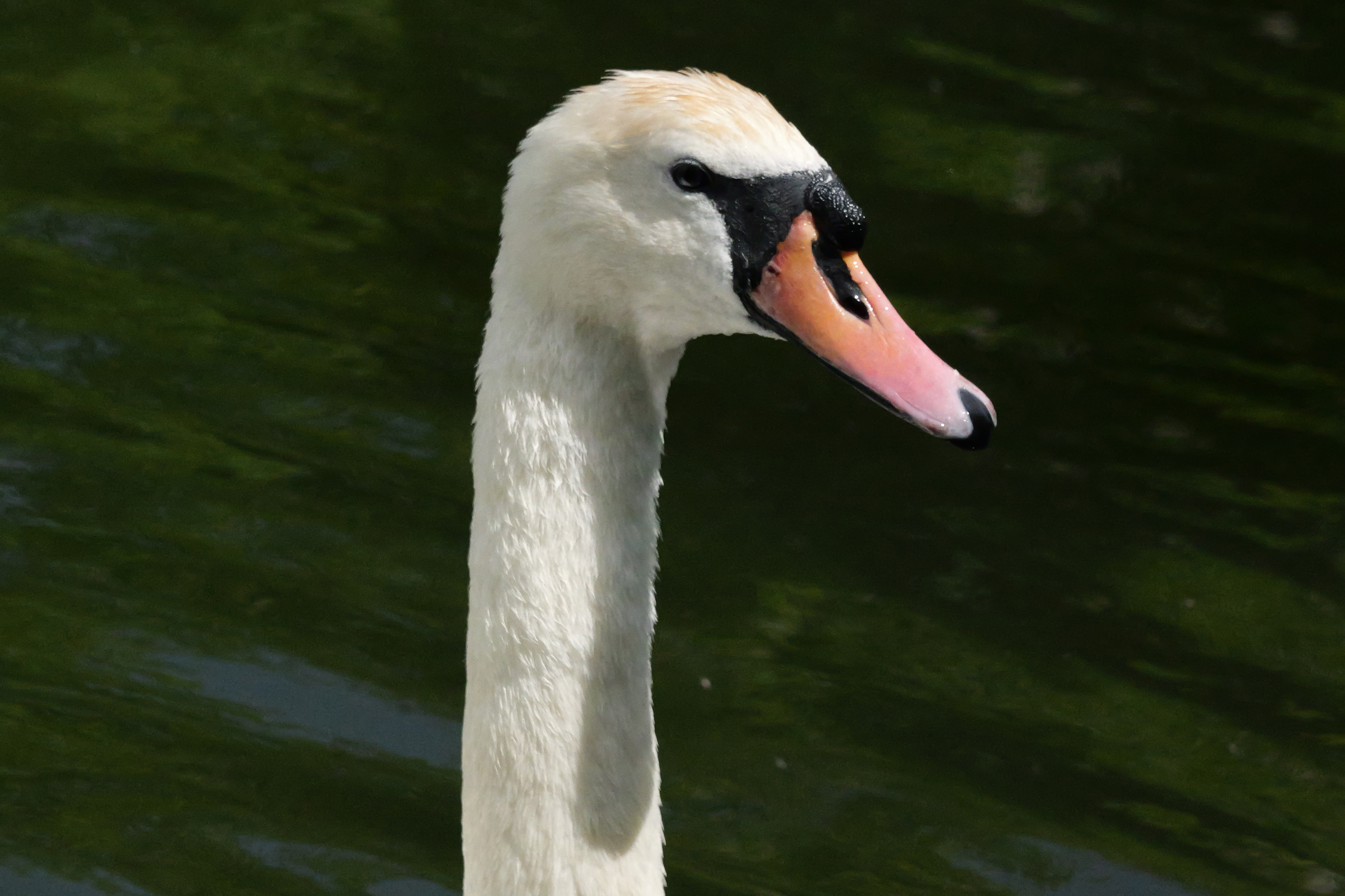 A photo taken on a Panasonic Lumix GH7 Micro Four Thirds camera
