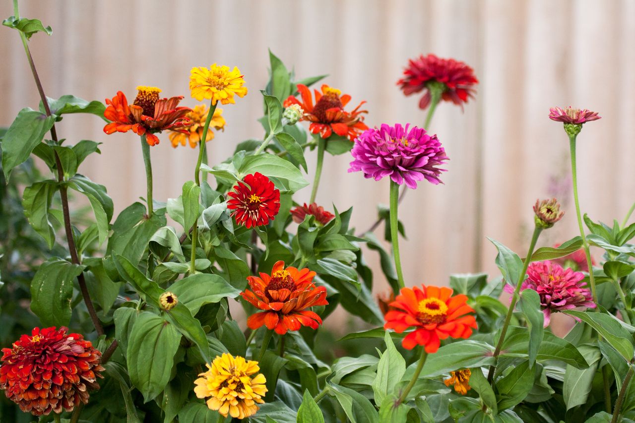 zinnia plants in an american backyard