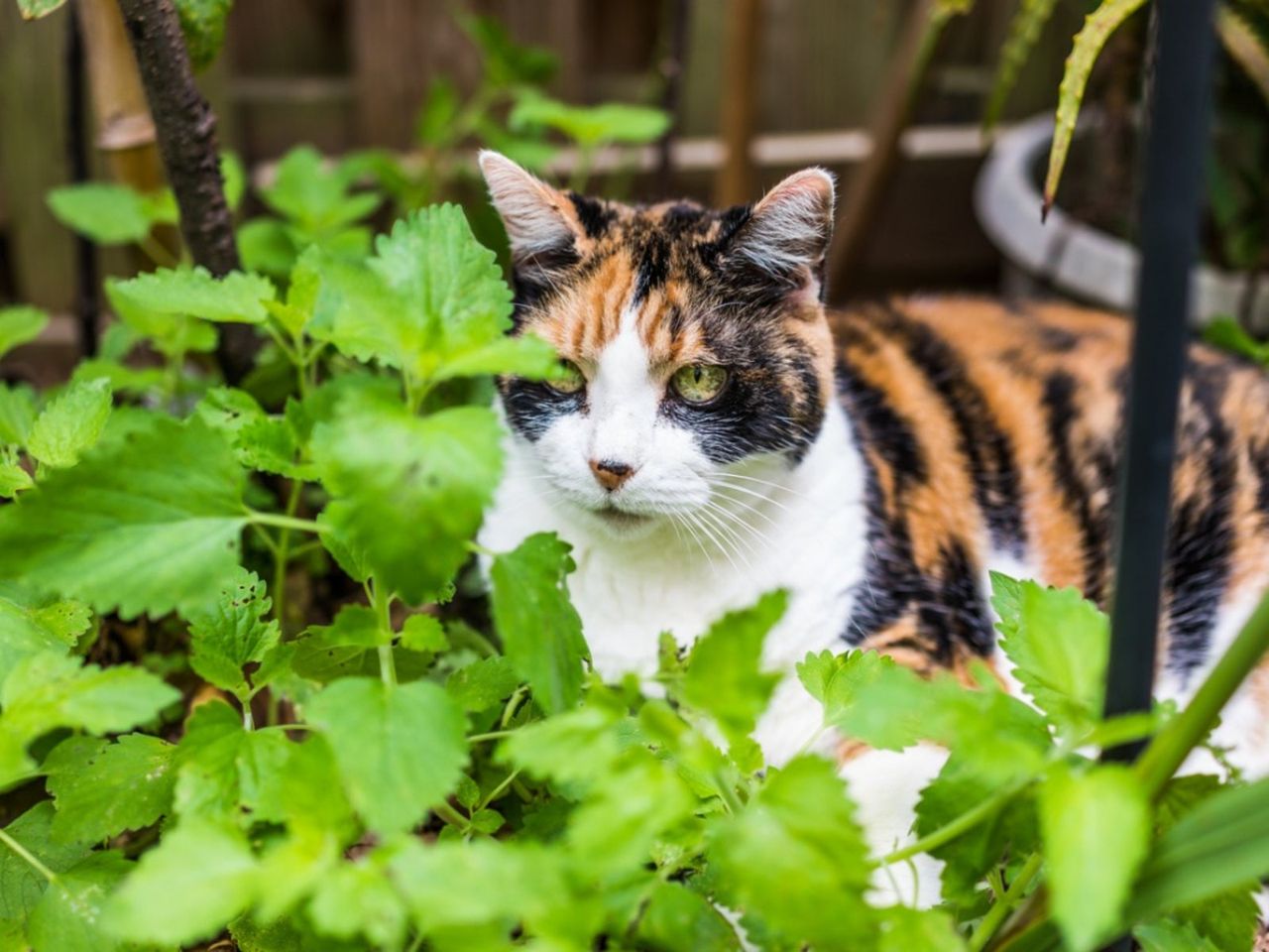 Cat Walking Around Cat Nip Plant