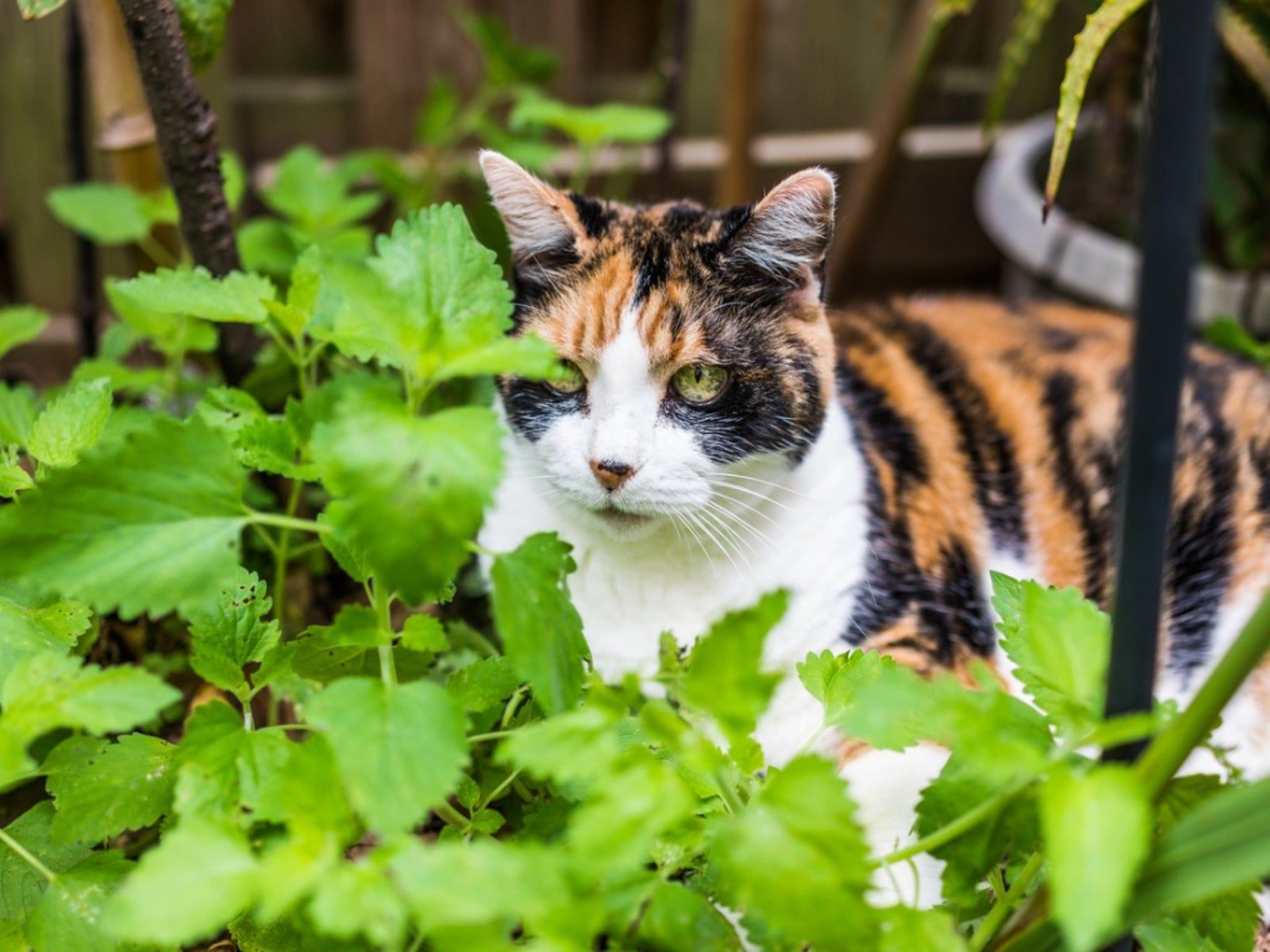 Growing Catnip: Information On Catnip Plants In The Garden | Gardening ...