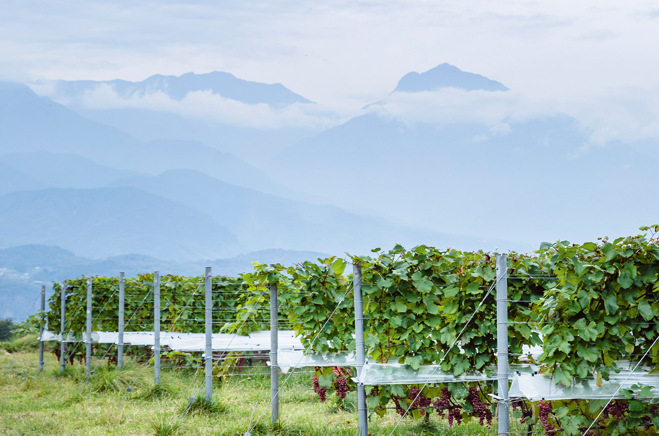 Grace Wine has views of the majestic Minami Alps