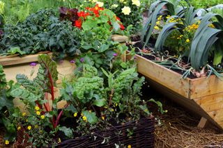 Small vegetable garden ideas showing mixed crops in raised beds.