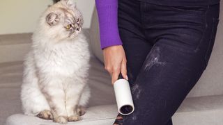 a cat watches a lint roller used to clean up hair on pants