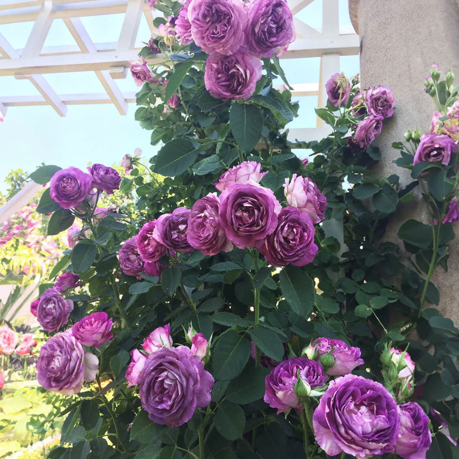 Lavender Crush Climbing Rose