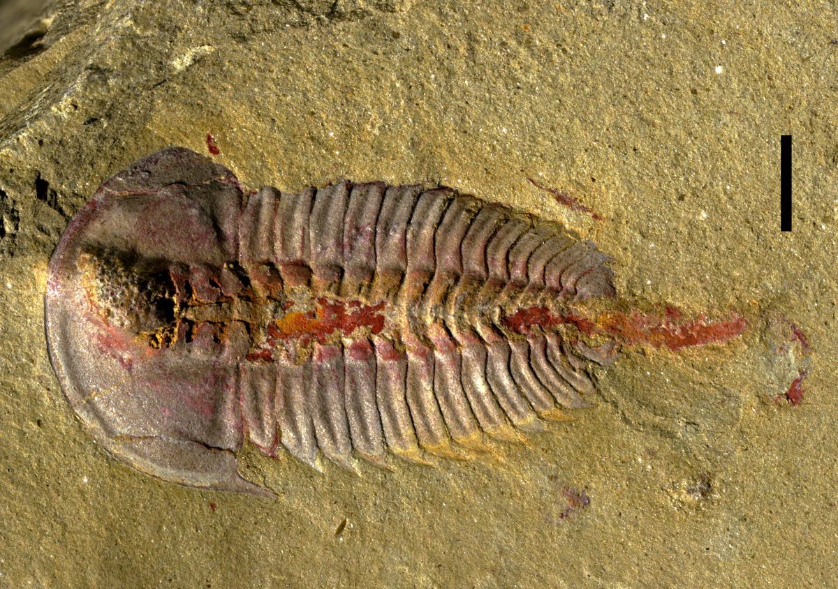 Trilobite Tummies Revealed in New Fossils | Live Science