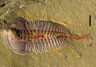 A fossil from southern China preserves the gut of a trilobite in iron-rich red. New research on 514-million-year-old trilobite fossils from this area reveals that trilobite digestion was sophisticated from early on in their evolution. 