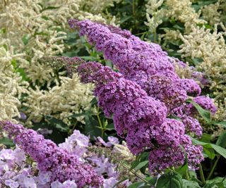 buddleja bush showing purple blooms