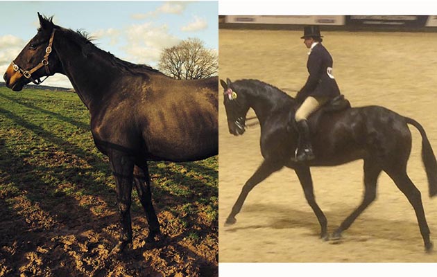 “This is an ex-racehorse I used to own. The before picture was taken in April 2014 and the after picture was taken in October 2016, after finishing third in the SEIB Racehorse to Riding Horse Championship which was an amazing achievement” — Sophie Tranter