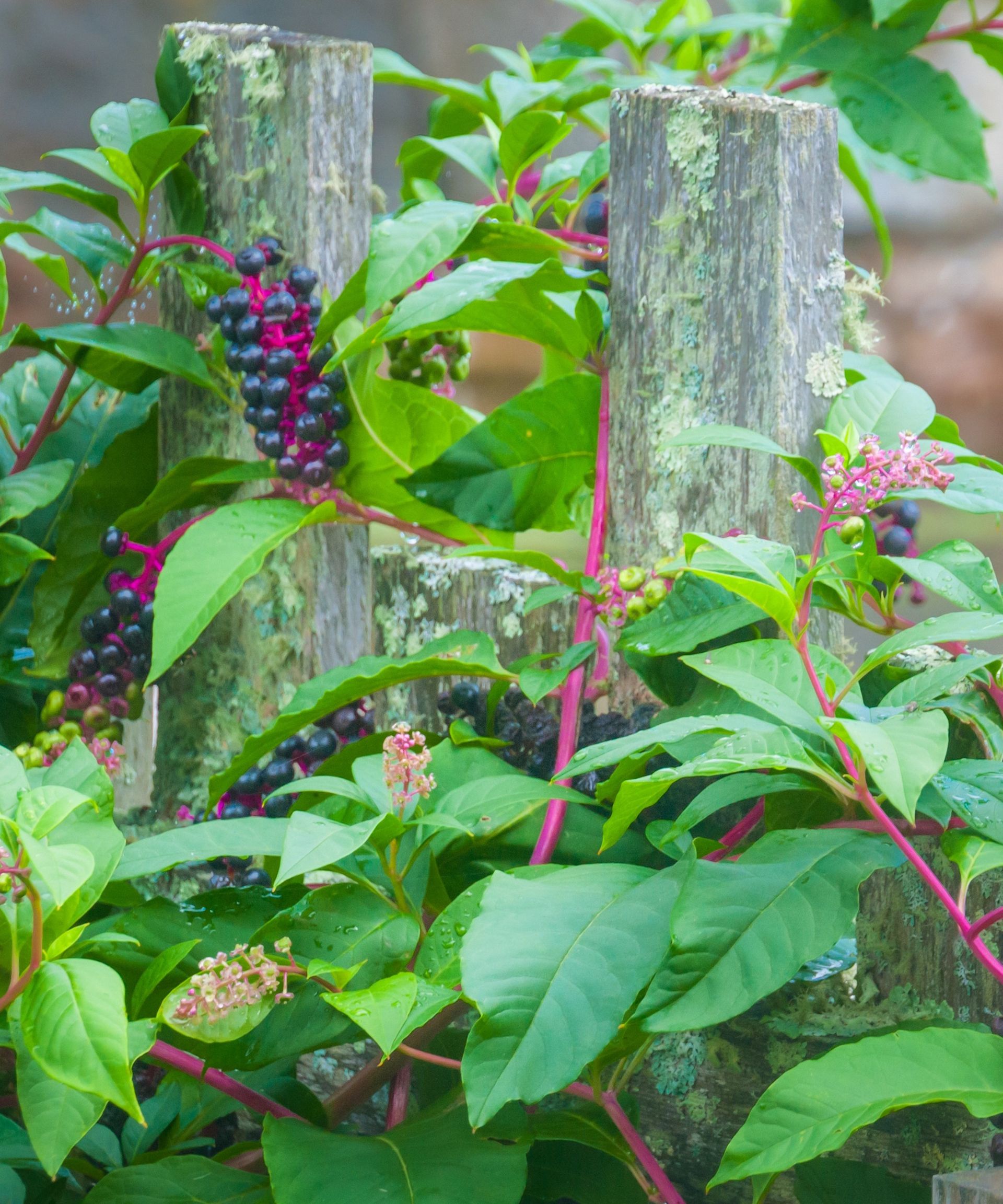 American pokeweed with dark berries, growing in a garden border against an old, wooden fence