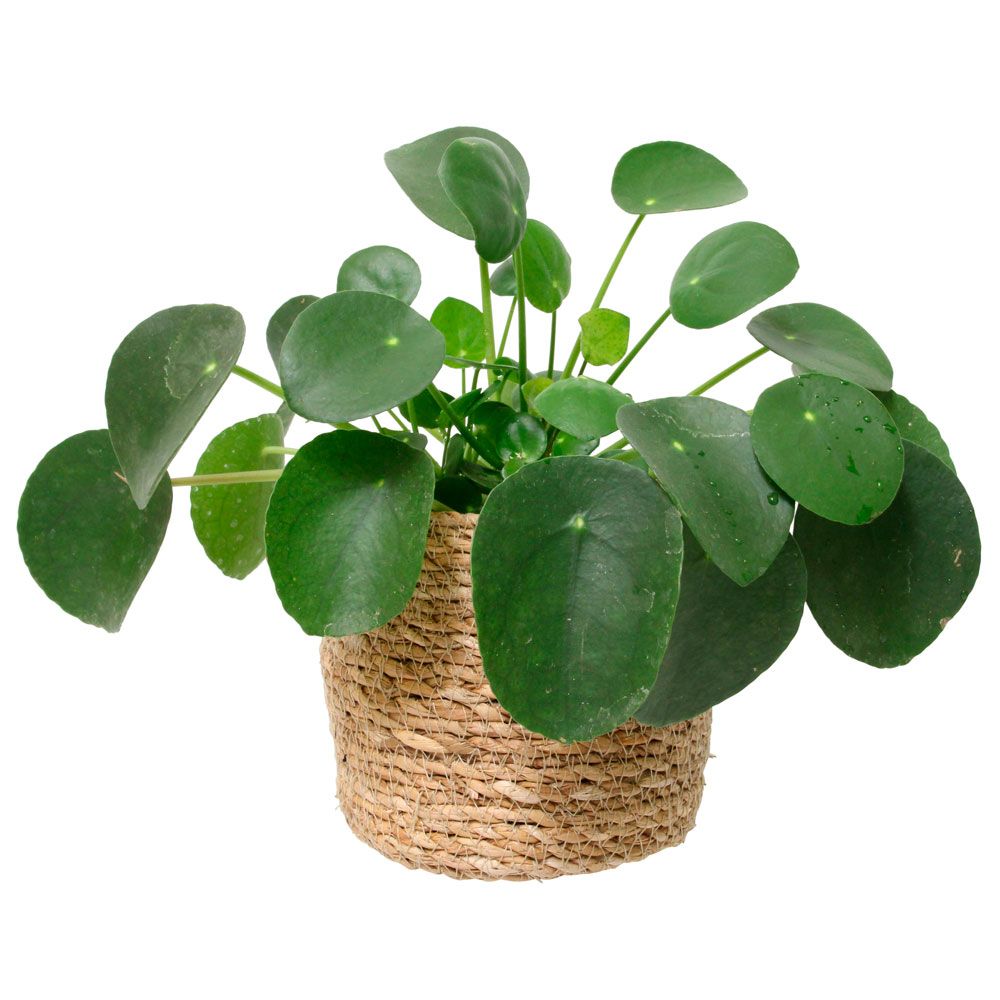 Value Morrisons house plants range you can't afford to miss in stores now Ideal Home