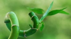 lucky bamboo against green background