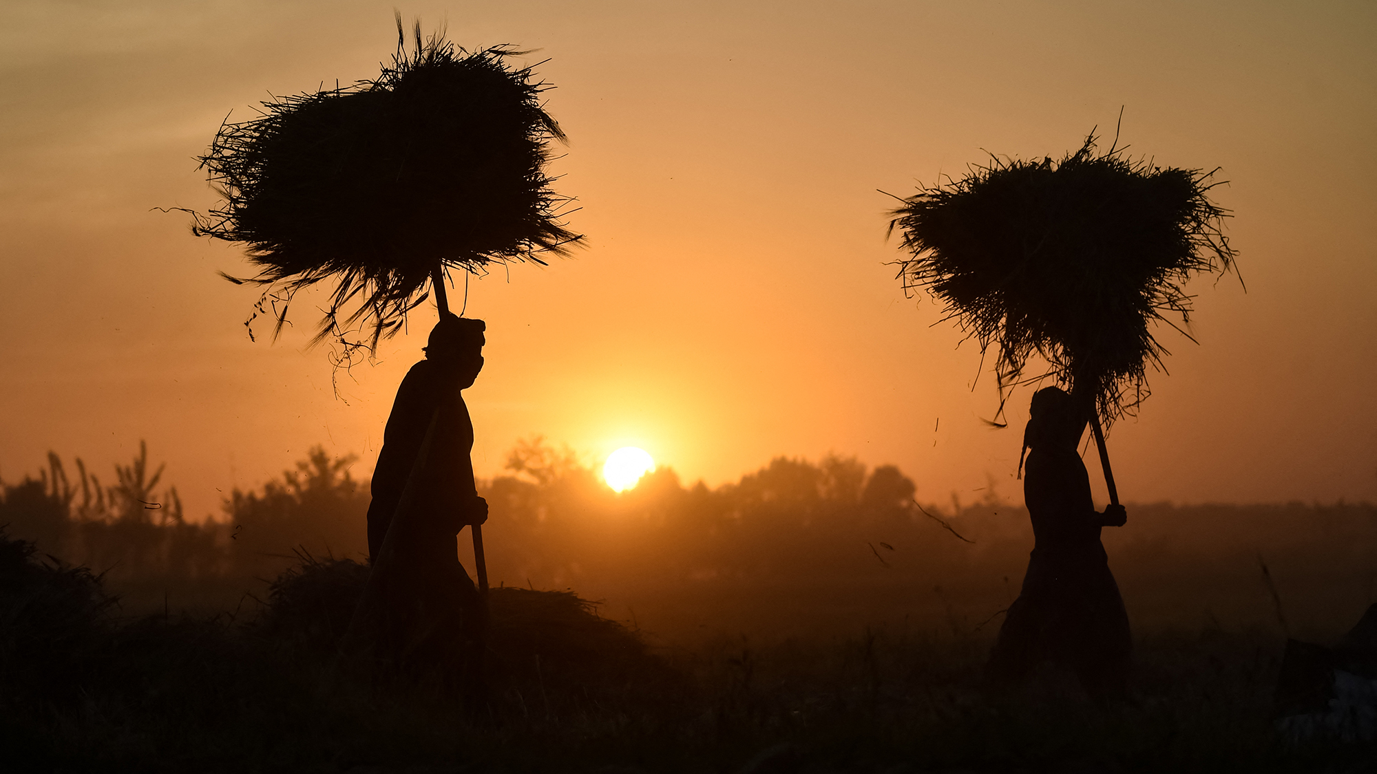 Farmers are silhouetted carrying bundles of barley across a field for threshing in Balkh Province, Afghanistan
