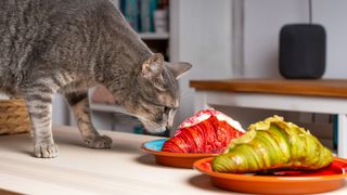 cat sniffing two red and green croissants on a work top