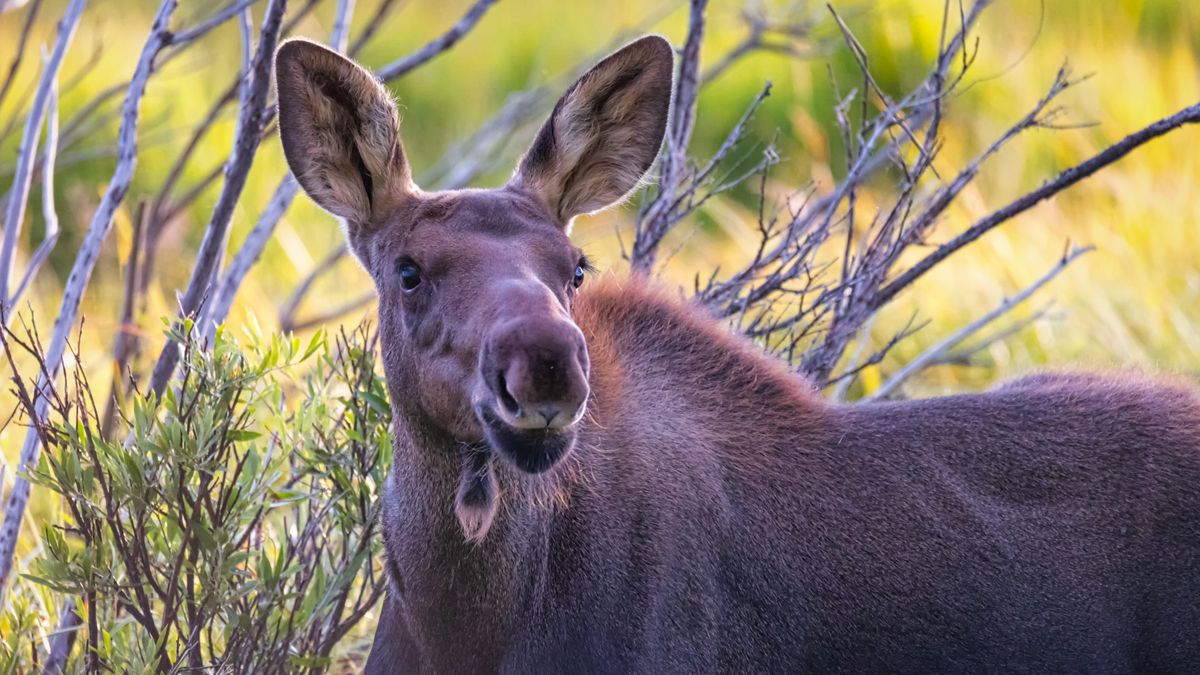 Cow moose facing camera