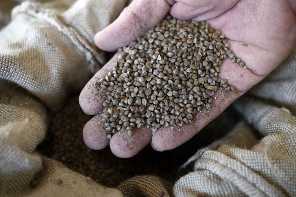 A miller holds buckwheat&amp;#039;s seeds in his hand on November 6, 2017 in Guehenno, western France.