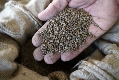 A miller holds buckwheat's seeds in his hand on November 6, 2017 in Guehenno, western France.