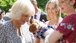 Queen Camilla meeting a woman and a puppy