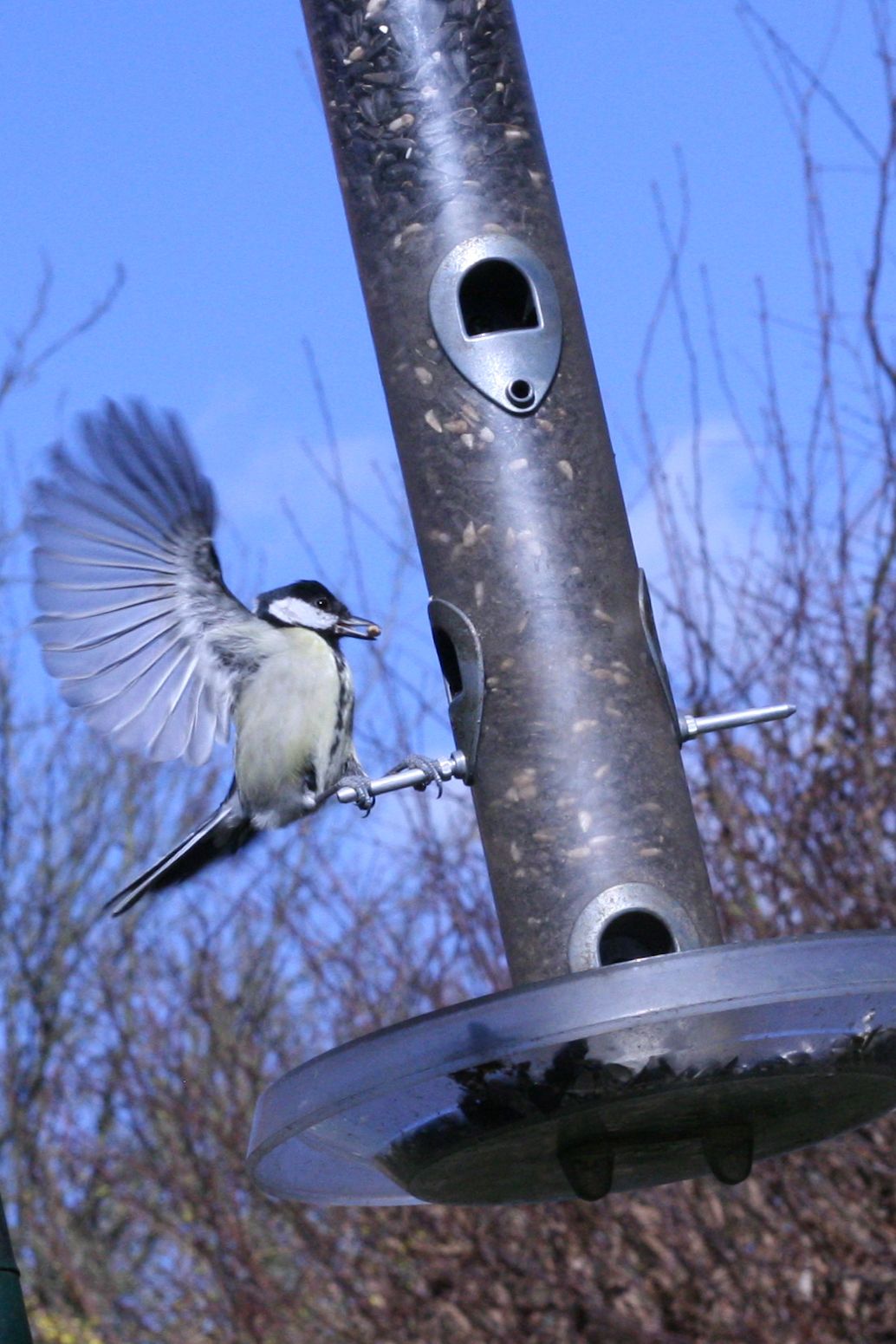 Great tit flying in to a feeder to grab a snack.