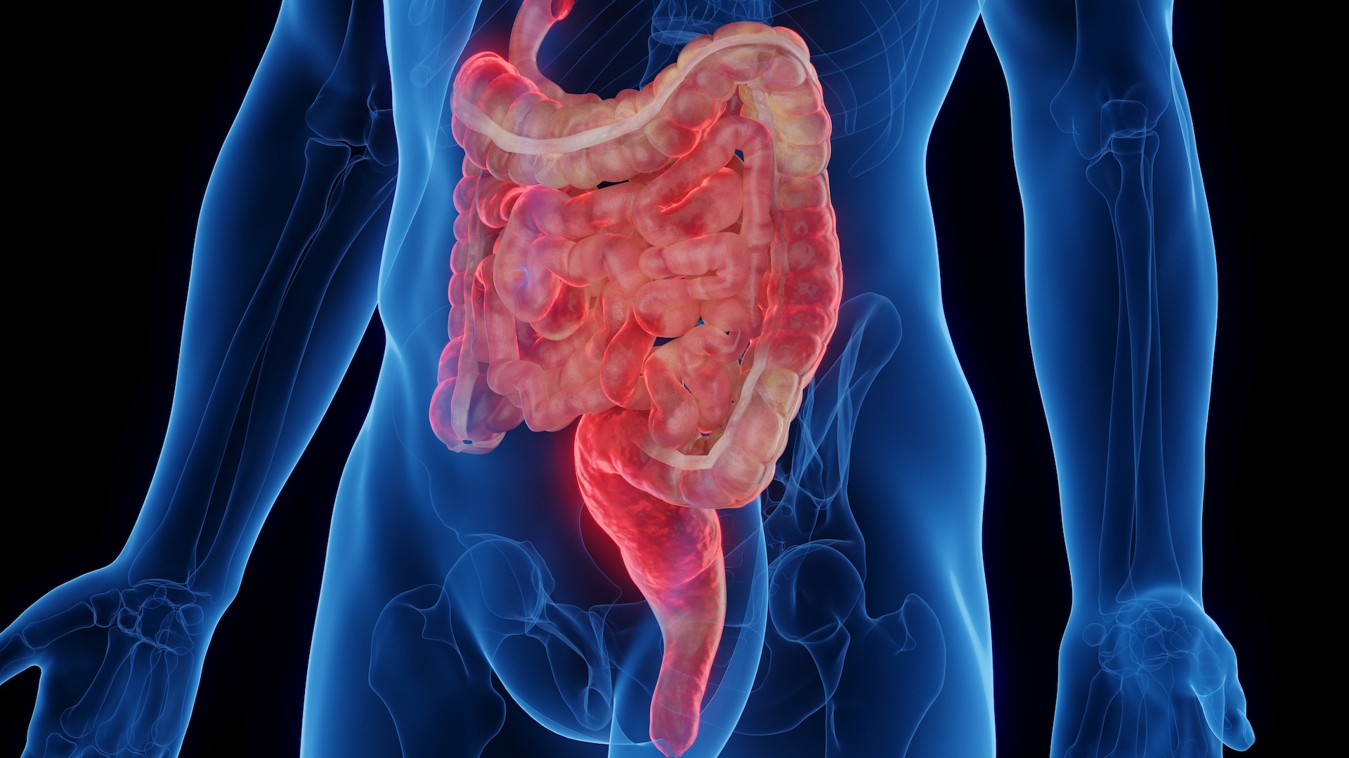 Uma representação 3D colorida do intestino dentro do corpo.