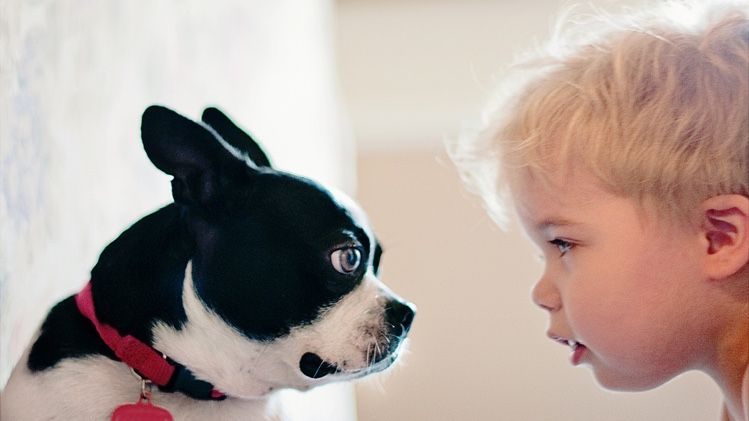 Image showcasing Why does my dog stare at me? | PetsRadar
