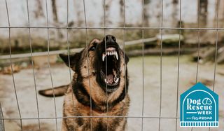 Aggressive german shepherd in a shelter