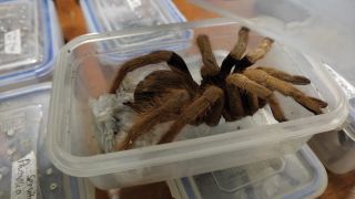 Tarantulas were among the over 300 living arthropods that authorities recently confiscated at Colombia's El Dorado International Airport.