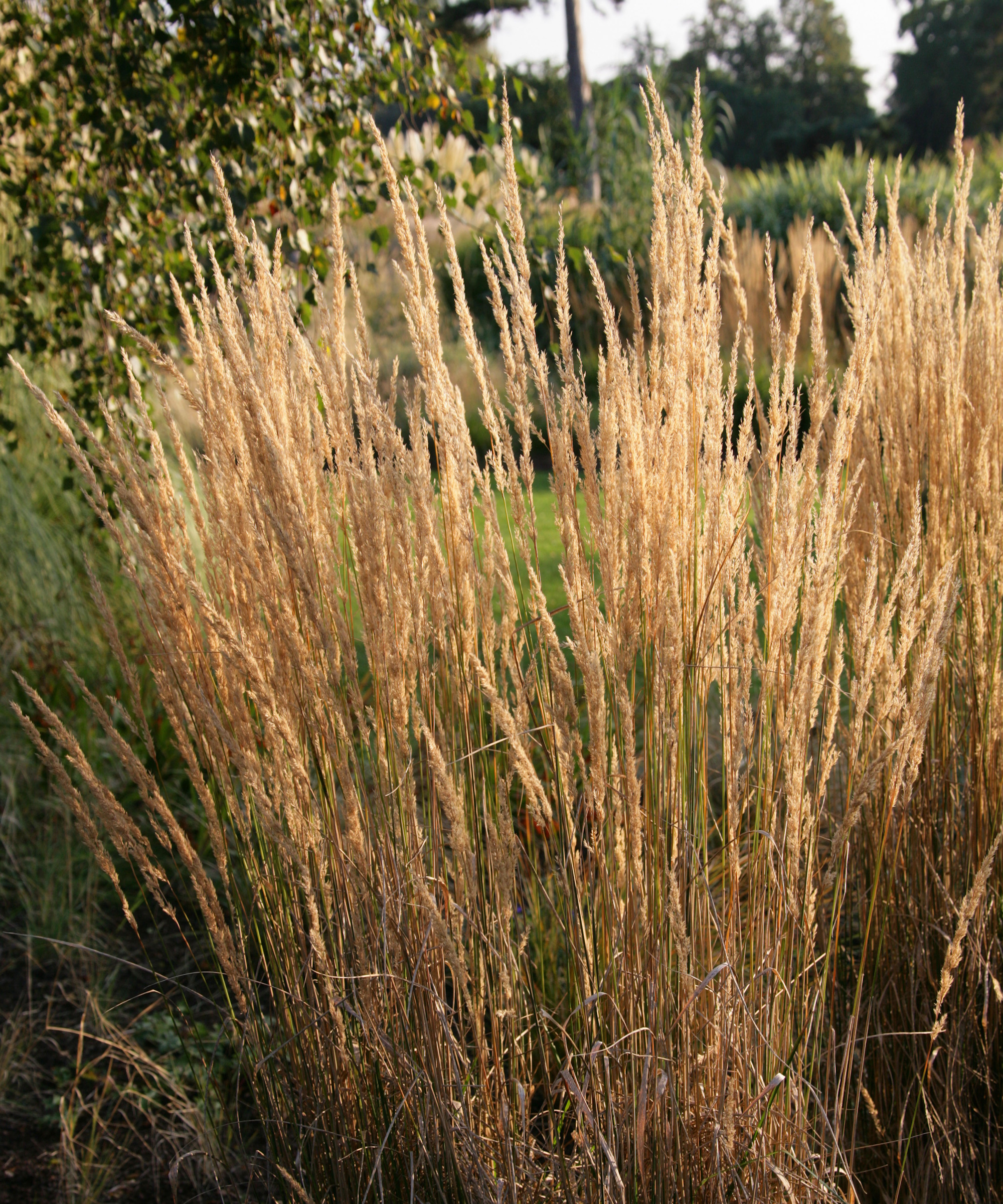 Reed grass