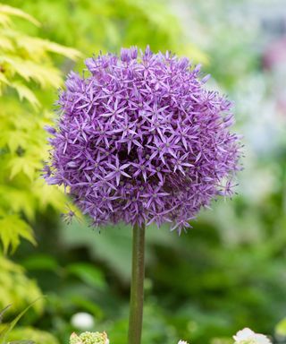 purple flowerhead of allium 'Globemaster'