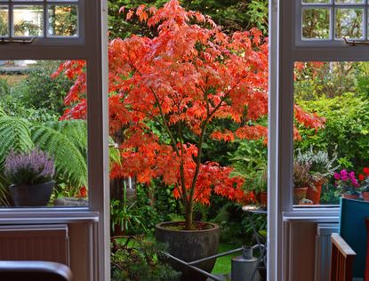 A view outside a window into a yard with a Japanese maple