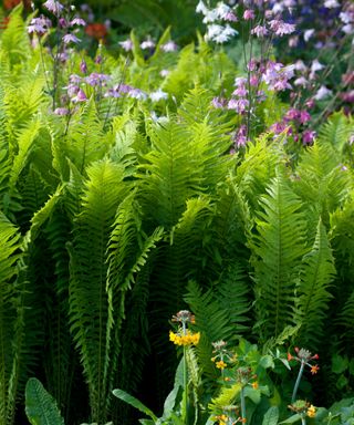 ferns growing with other flowers in a garden border