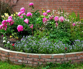 peonies growing in raised flower bed made of bricks