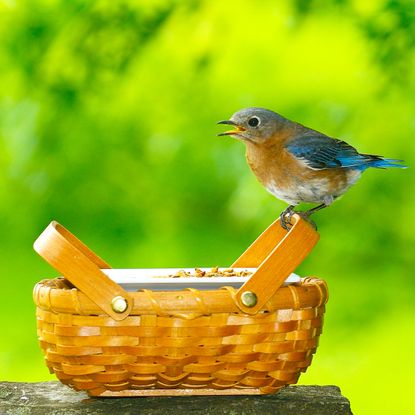 two bluebirds sitting on food basket in garden