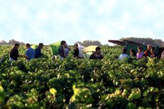 Bordeaux 2011 picture of Chateau Lafite Rothschild grape harvest