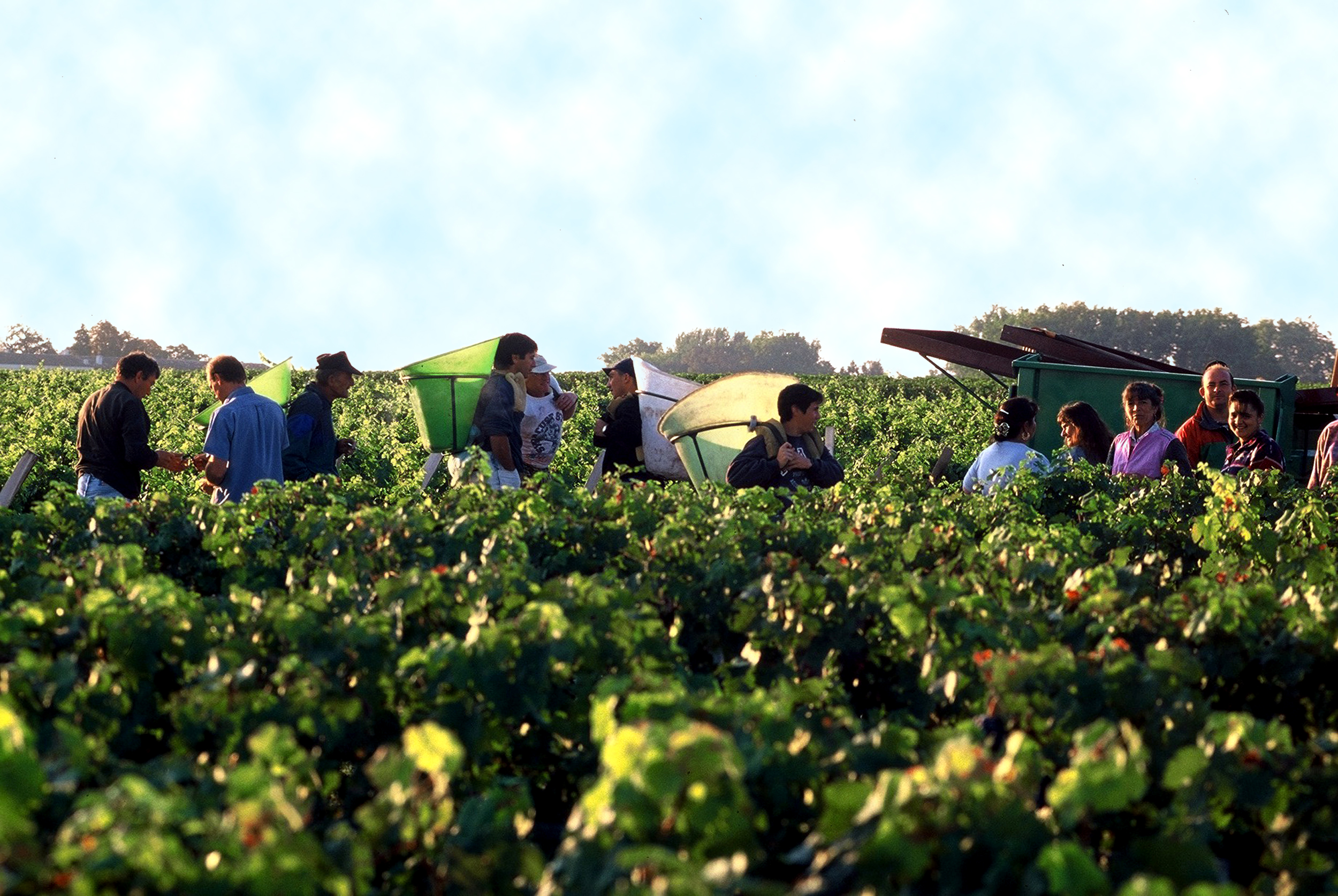 Bordeaux 2011 picture of Chateau Lafite Rothschild grape harvest