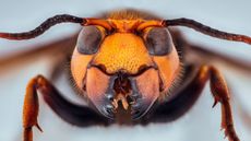 Adults of the Asian giant hornet can be distinguished from other hornets by their big &ldquo;cheeks&rdquo; (which hold muscles for savage biting), teardrop-shaped eyes and a scalloped structure above the mandibles in between the eyes.
