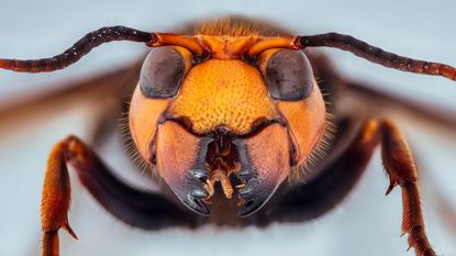 Adults of the Asian giant hornet can be distinguished from other hornets by their big “cheeks” (which hold muscles for savage biting), teardrop-shaped eyes and a scalloped structure above the mandibles in between the eyes.