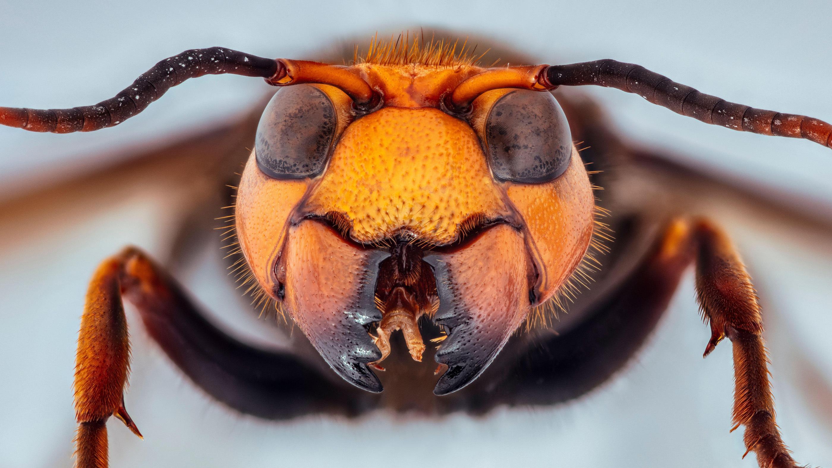 Adults of the Asian giant hornet can be distinguished from other hornets by their big “cheeks” (which hold muscles for savage biting), teardrop-shaped eyes and a scalloped structure above the mandibles in between the eyes.