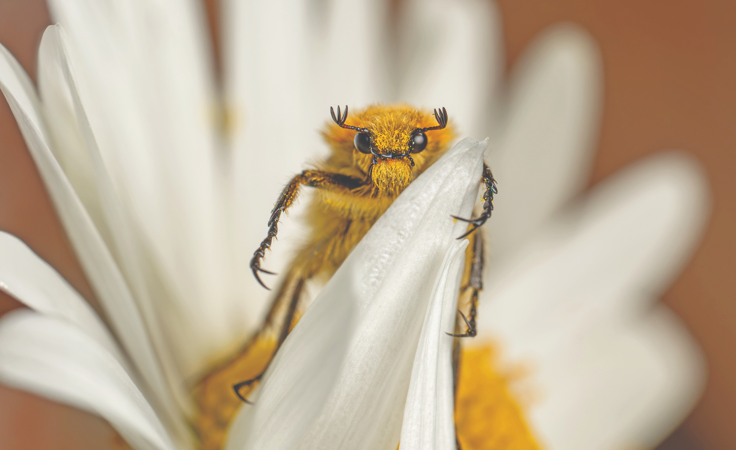 Bee Beetle