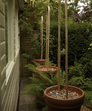 bamboo canes in pots with surrounding woodland