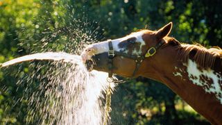 paint horse drinking from hose