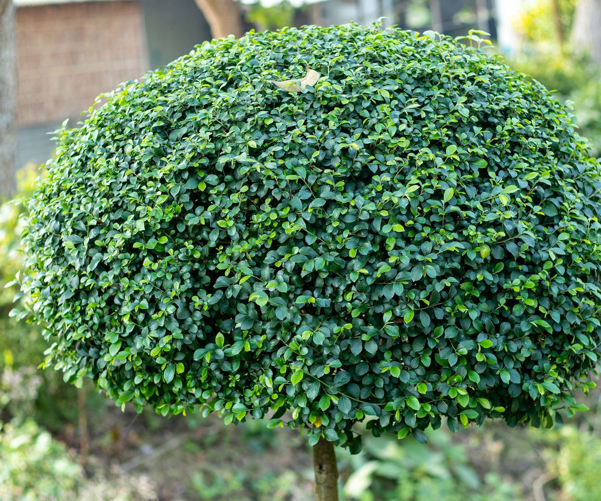 8 trees to prune in spring | Homebuilding