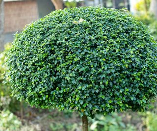 A small elm tree clipped into an umbrella shape dome