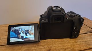 A rear view of the camera with the var-angle screen flipped out showing a dog