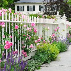 White fence in front of house with roses and salvia